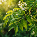 Neem Oil