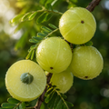 Amla